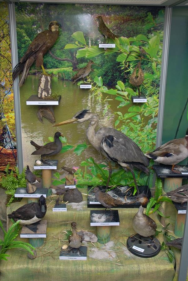 Expozice Ptactvo na Děčínsku