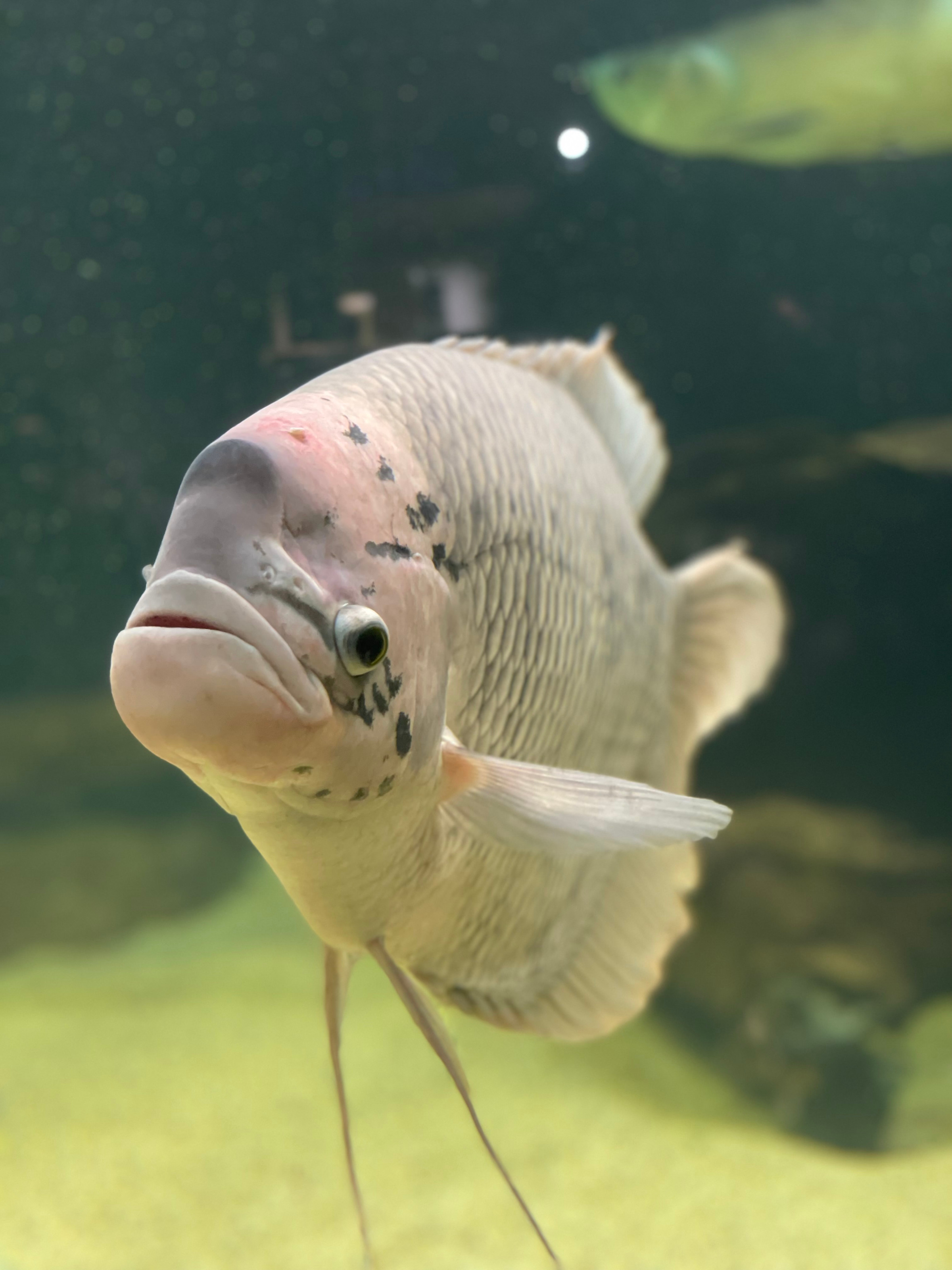 VODNÍ MINIZOO BAŠKA VODA CZ