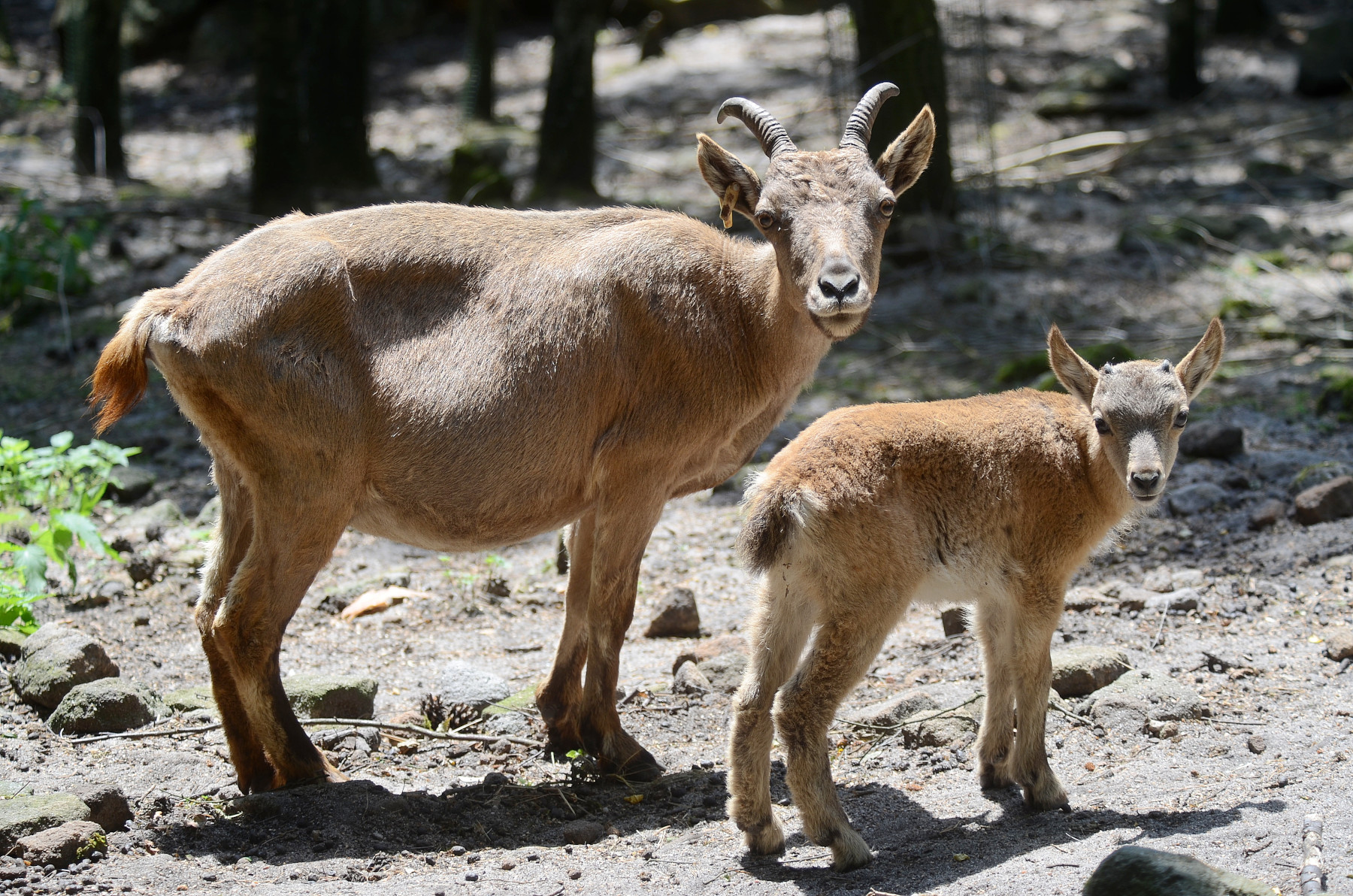 ZOO DĚČÍN