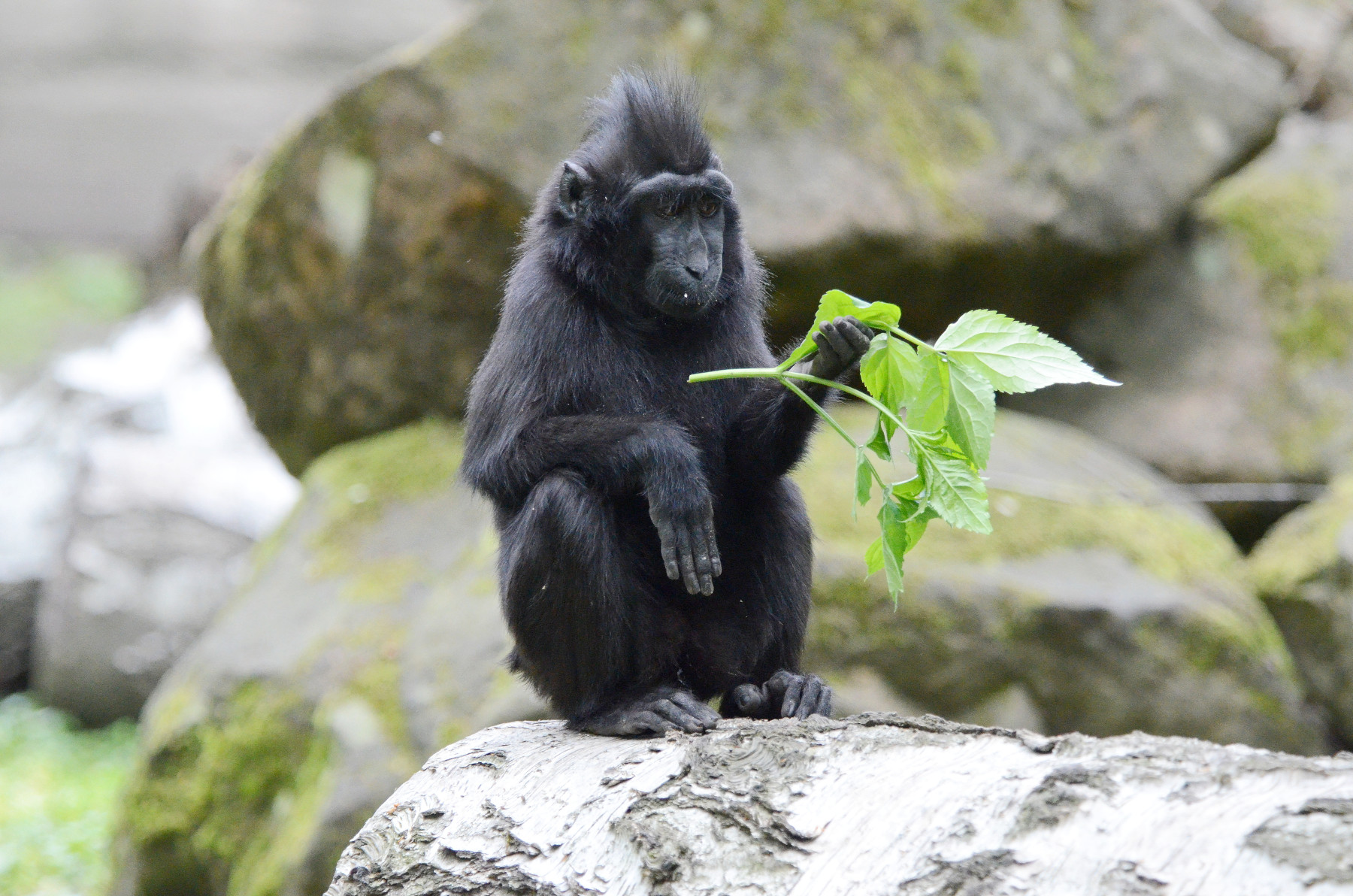 ZOO DĚČÍN