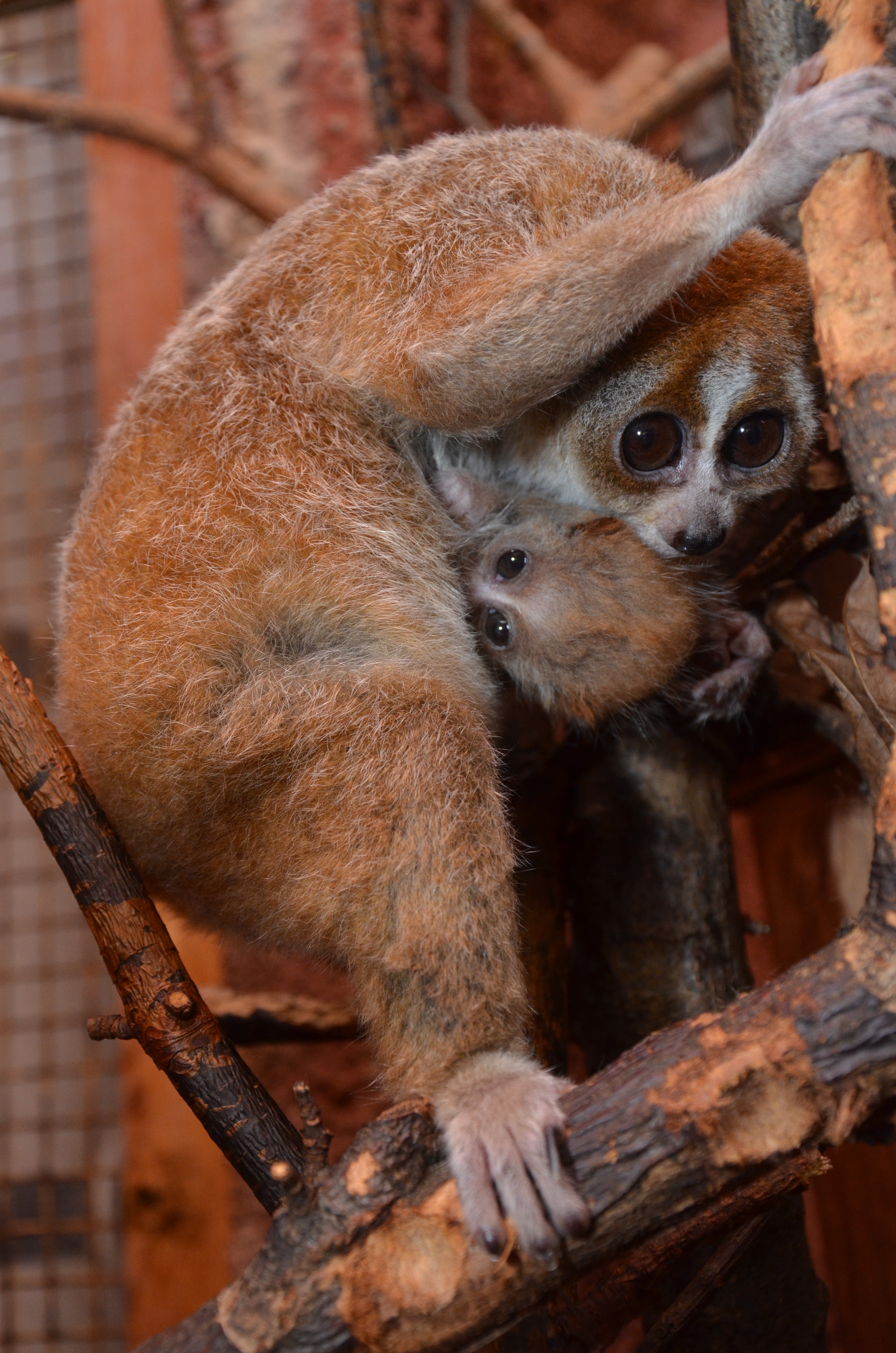 ZOO DĚČÍN