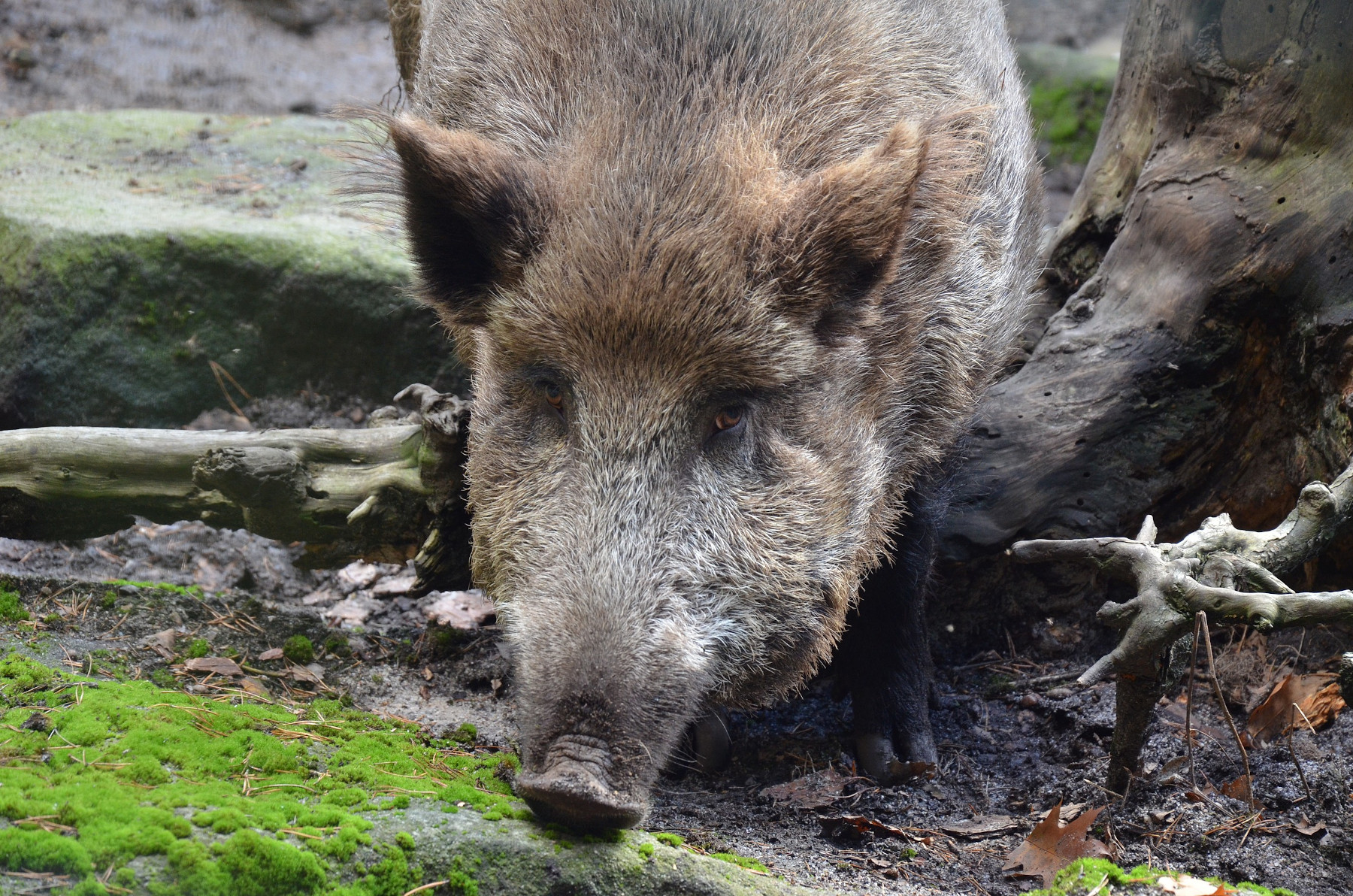 ZOO DĚČÍN