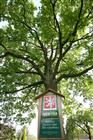 Pamtn strom v Albrechticch 
(klikni pro zvten)