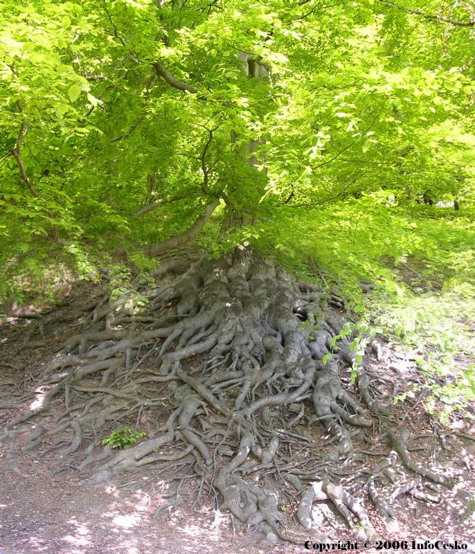 Památný strom v oboře