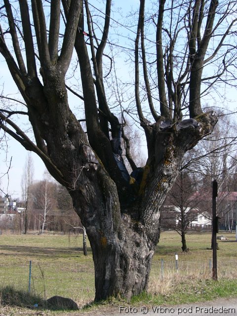 Pamtn strom na rozcest u elezn