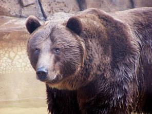 ZOO OHRADA - HLUBOKÁ NAD VLTAVOU