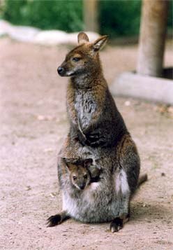 ZOO OHRADA - HLUBOKÁ NAD VLTAVOU