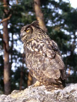 ZOO OHRADA - HLUBOKÁ NAD VLTAVOU