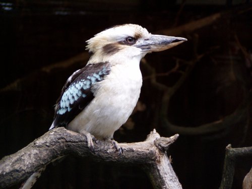 ZOO OHRADA - HLUBOKÁ NAD VLTAVOU