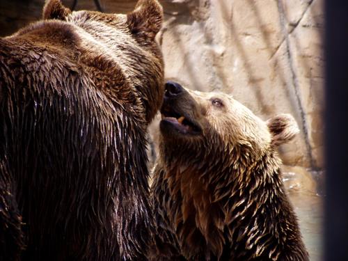 ZOO OHRADA - HLUBOKÁ NAD VLTAVOU