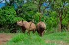 Prvn nosoroci  vyputni do voln prody